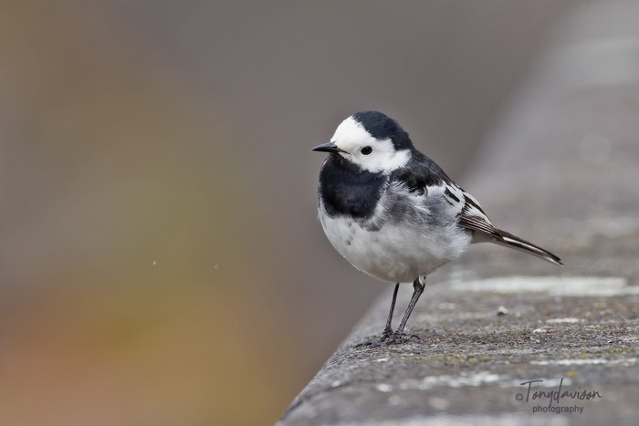 Pied Wagtail