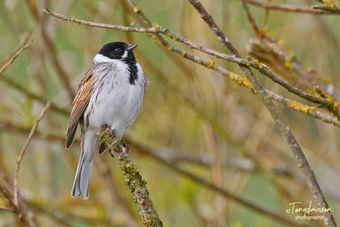 Reed Bunting