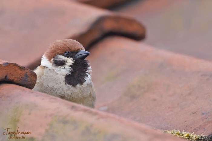 Tree Sparrow