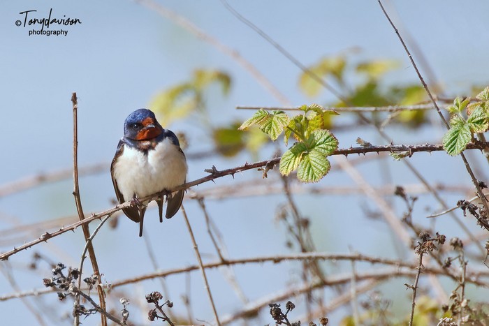 Swallow