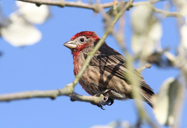 House Finch