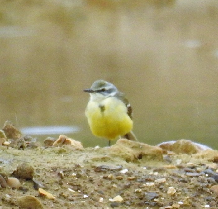 Yellow Wagtail