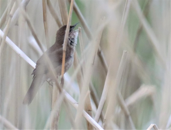 Savi's Warbler