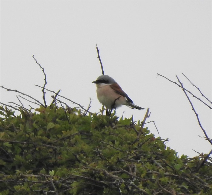 Red-backed Shrike