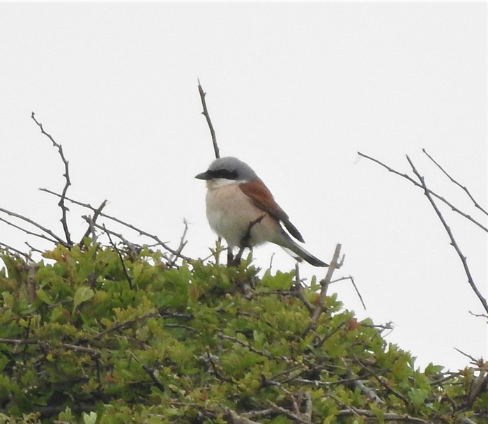 Red-backed Shrike