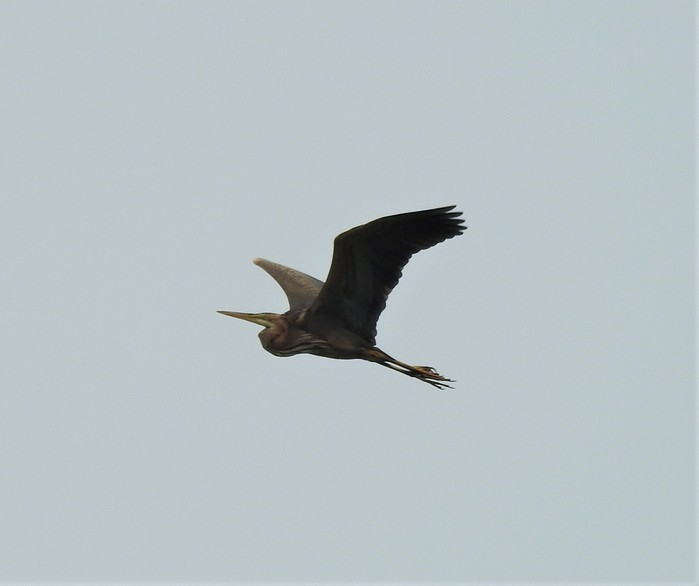 Purple Heron
