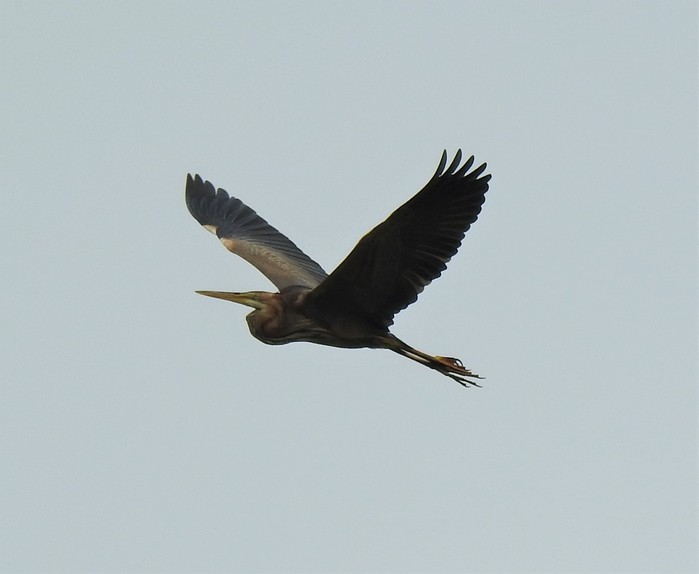 Purple Heron
