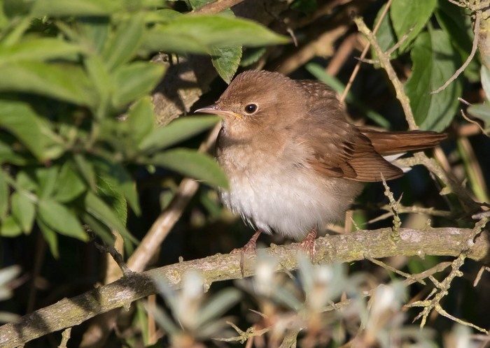 Thrush Nightingale