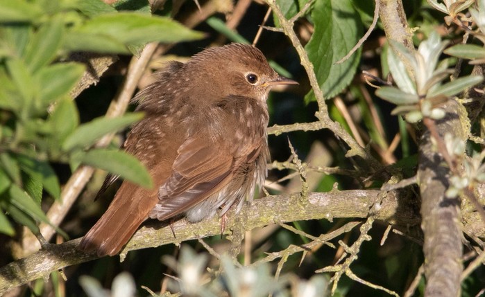 Thrush Nightingale