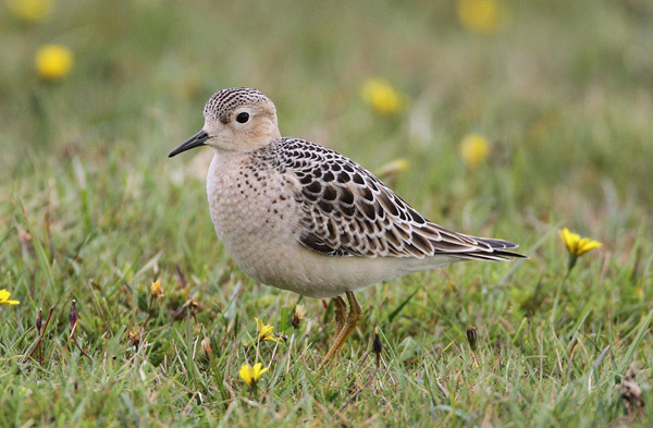Buff-breasted Sandpiper