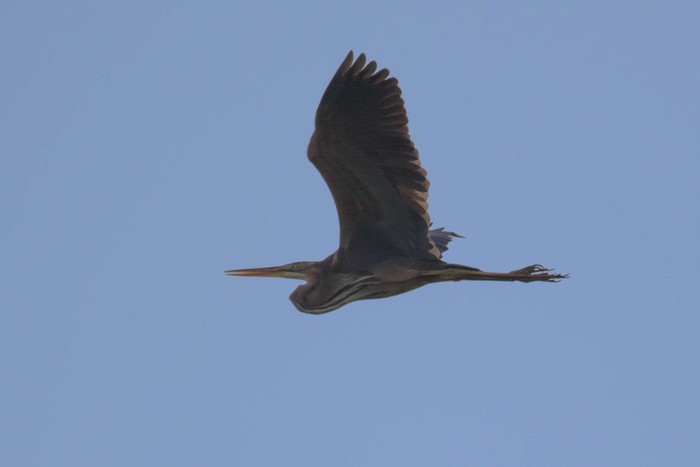 Purple Heron