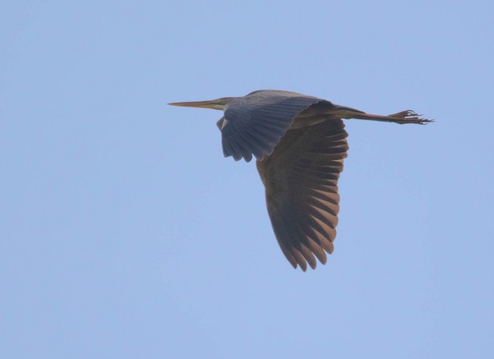 Purple Heron
