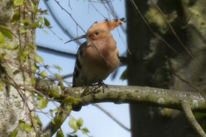 Hoopoe