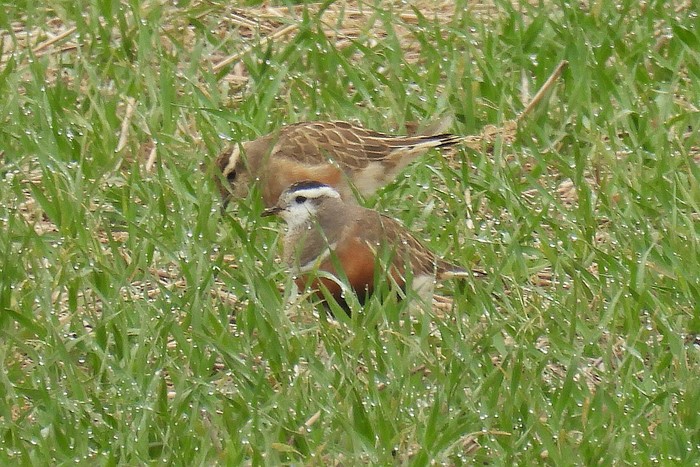 Dotterel