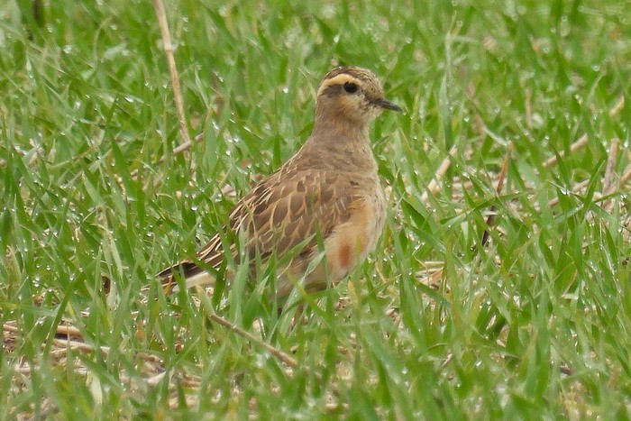 Dotterel