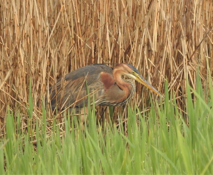 Purple Heron