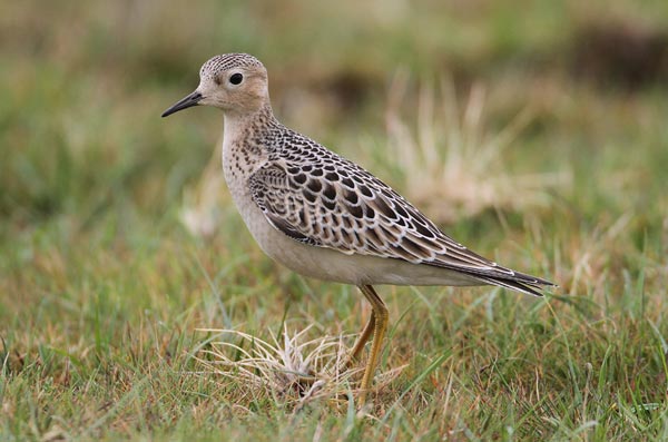 Buff-breasted Sandpiper