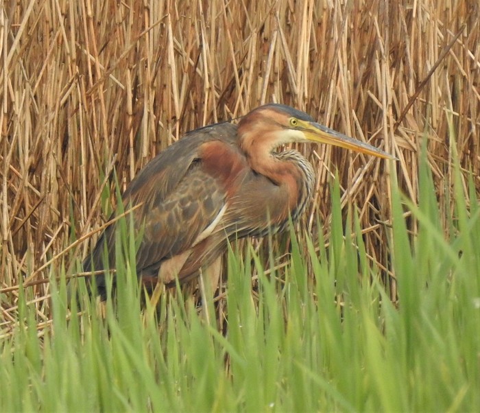 Purple Heron