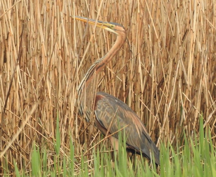 Purple Heron