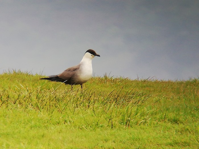 Long-tailed Skua