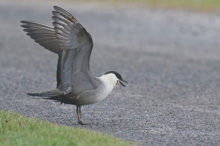 Long-tailed Skua