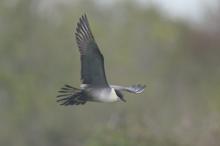 Long-tailed Skua