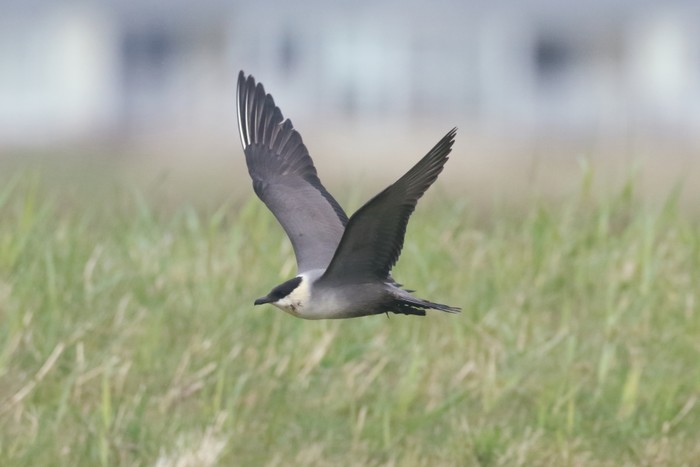 Long-tailed Skua
