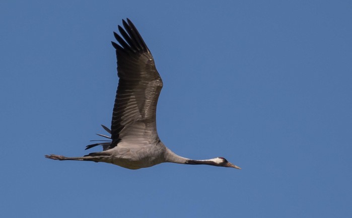 Common Crane