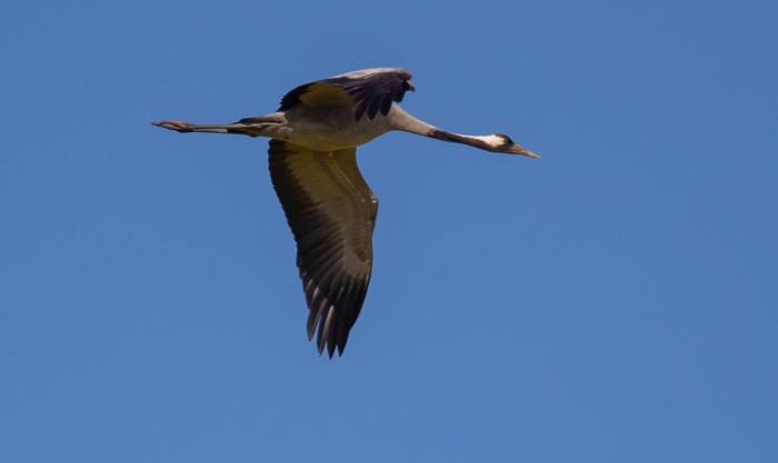 Common Crane