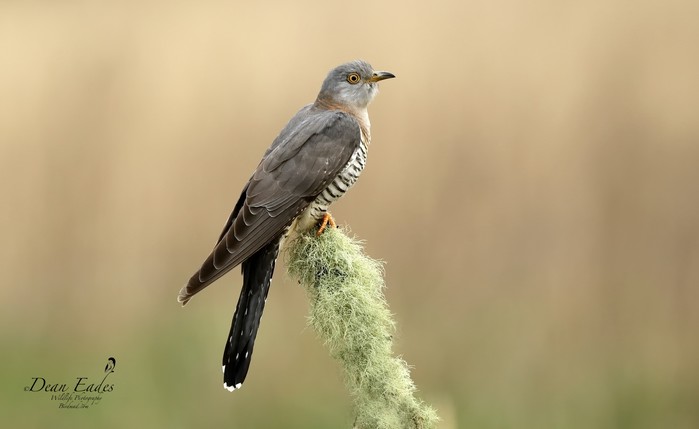 Cuckoo