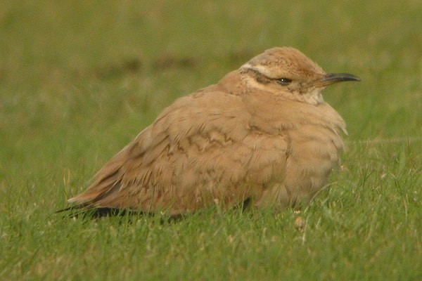 Cream-coloured Courser