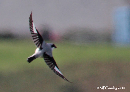 Lesser Grey Shrike