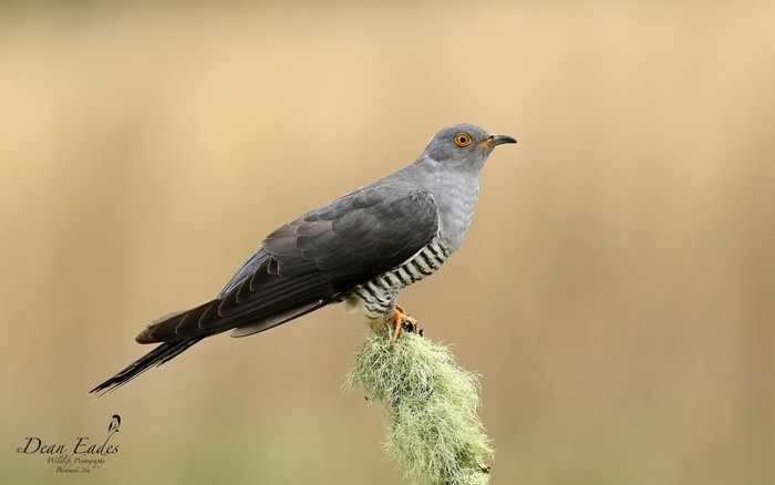 Cuckoo