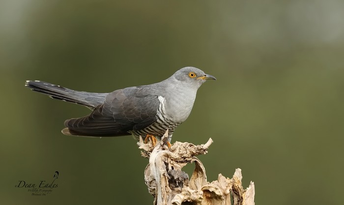 Cuckoo