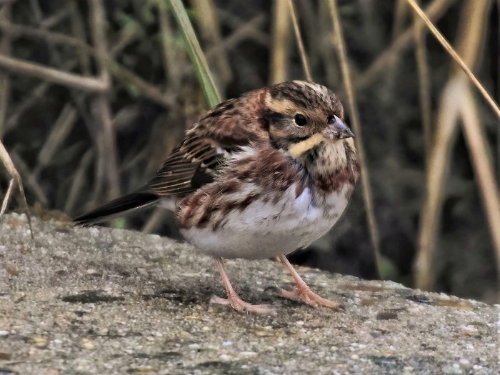 Rustic Bunting