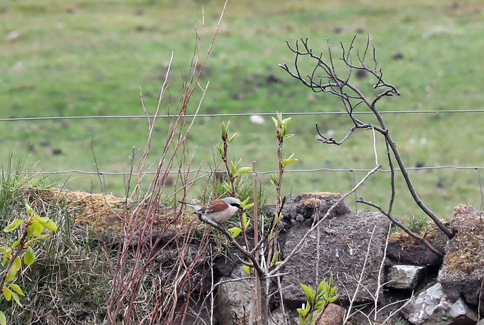 Red-backed Shrike