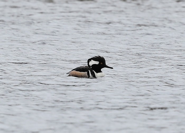 Hooded Merganser