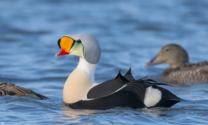 King Eider