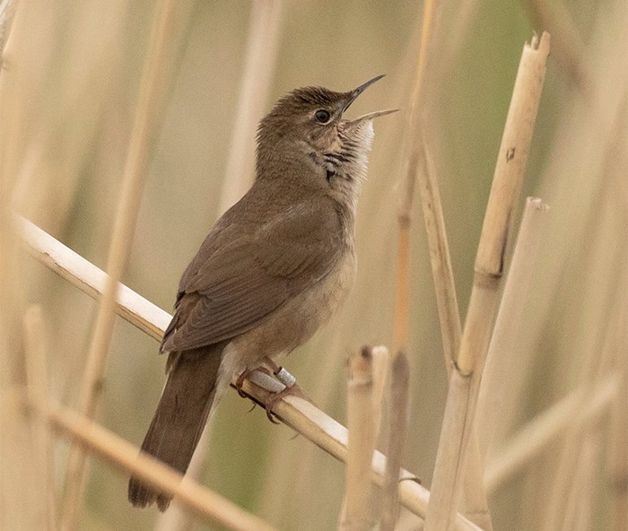 Savi's Warbler