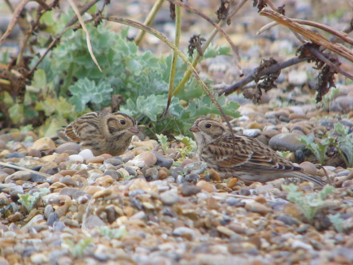 Lapland Bunting