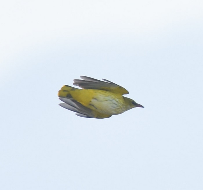 Golden Oriole