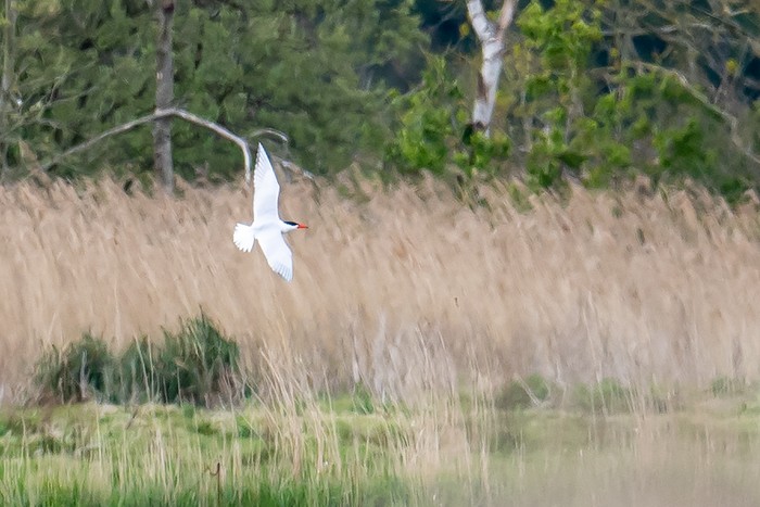 Caspian Tern
