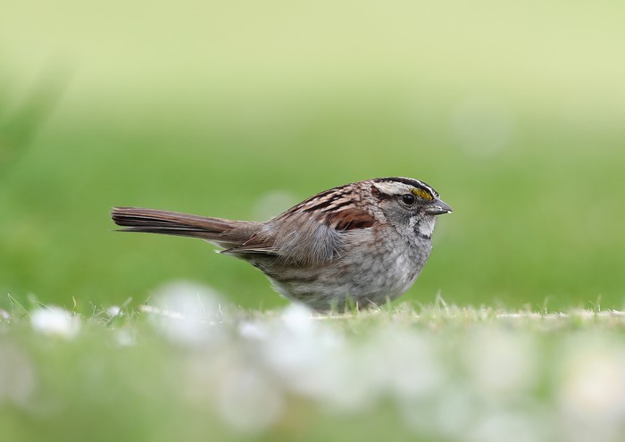 White-throated Sparrow