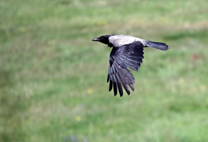 Hooded Crow