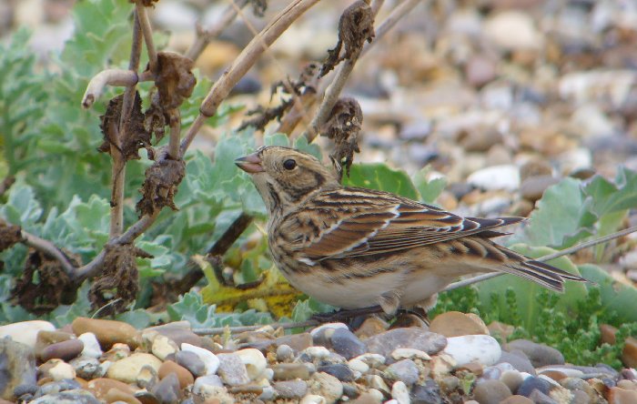 Lapland Bunting