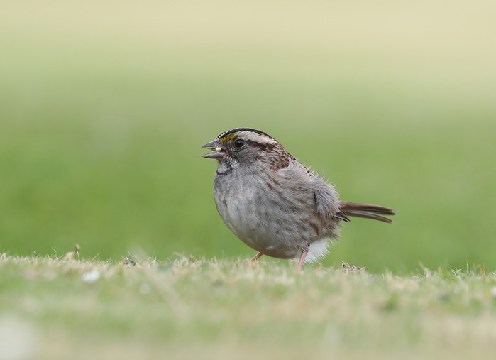 White-throated Sparrow