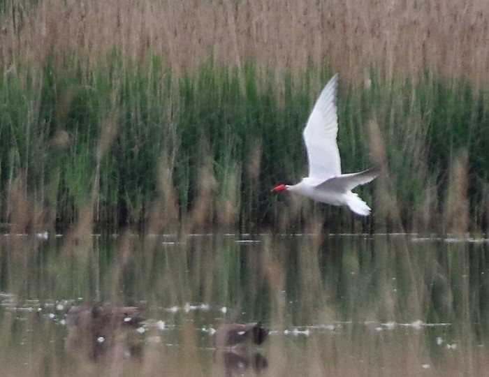 Caspian Tern