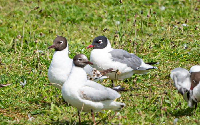 Franklin's Gull
