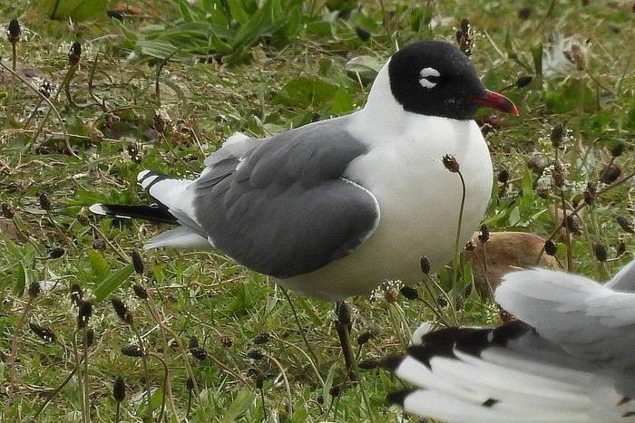 Franklin's Gull