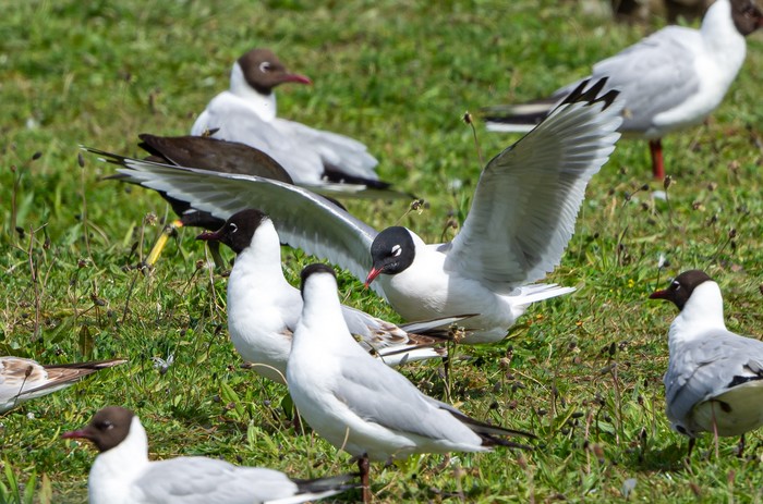 Franklin's Gull